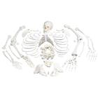 Disarticulated Human Skeleton Model, Complete with 3-part Skull